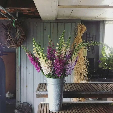 Camelot Mix, (F1) Digitalis Seeds - Packet image number null